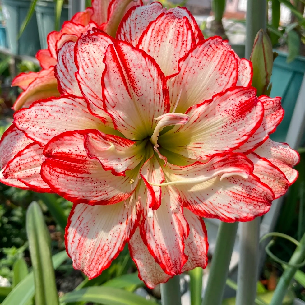 【干邑橙酒】日朱直播间讲解为准★朱顶红种球-7.25