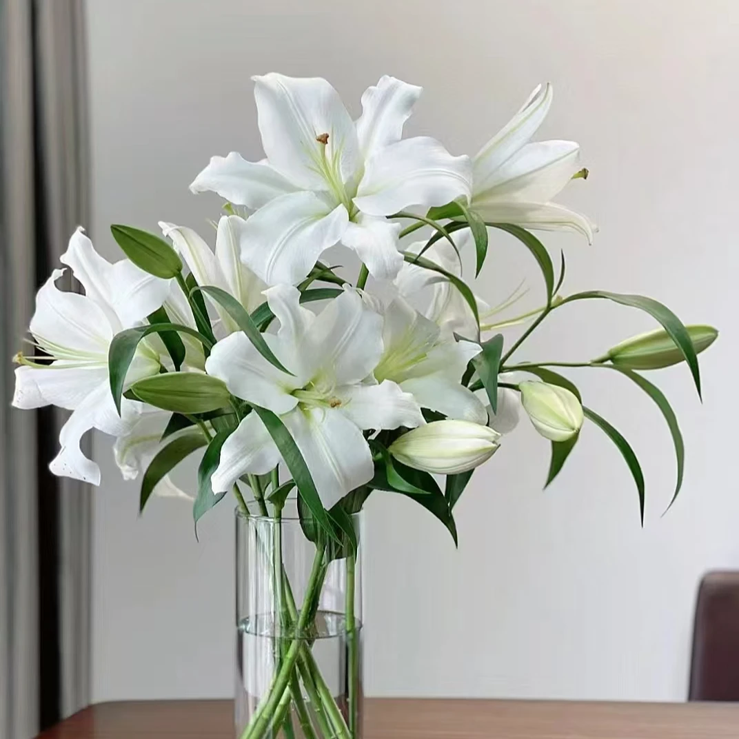 白色香水百合多头10支花期长（家庭瓶插花）