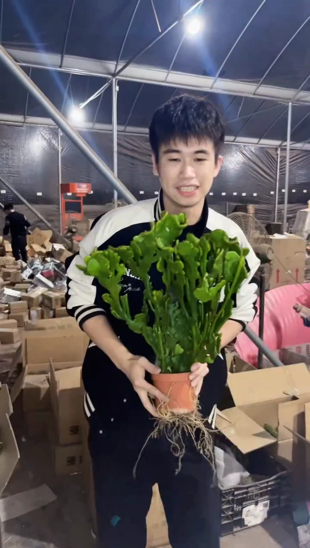 【闪购商品】超大号 彭珊瑚