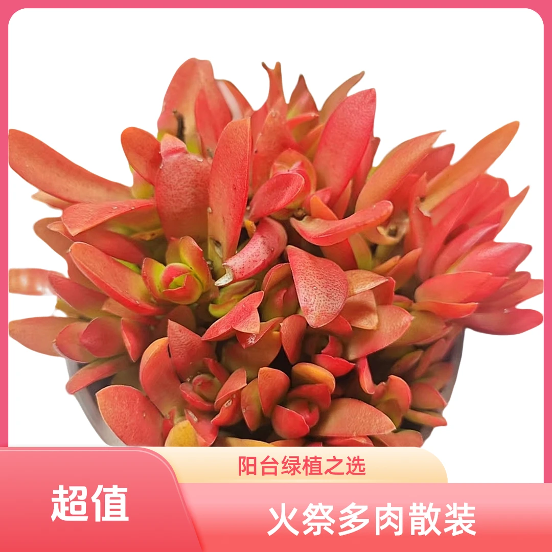 火祭(拼满15元包邮)多肉植物阳台露台办公室绿植植