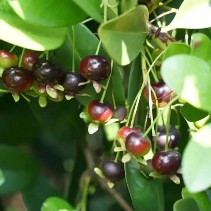 巴西甜樱桃 一年多季开花结果 耐寒耐热  南北方可种植