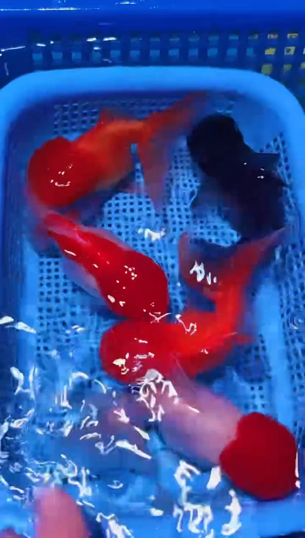 海水鱼一物一拍12