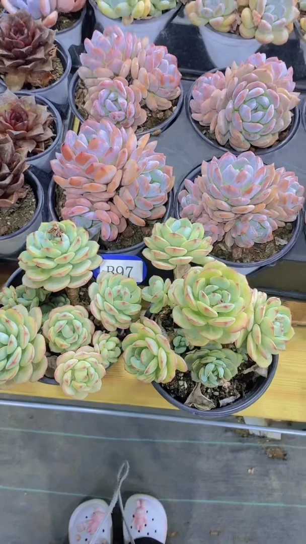 B97-香草捧花群脱土（量拍）