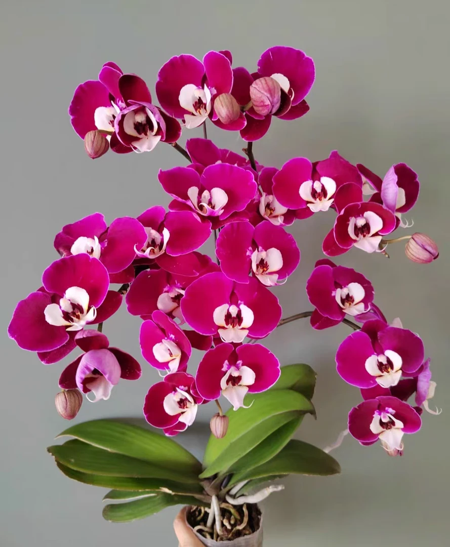 蝴蝶兰《米歇尔》稀有品种深色大花