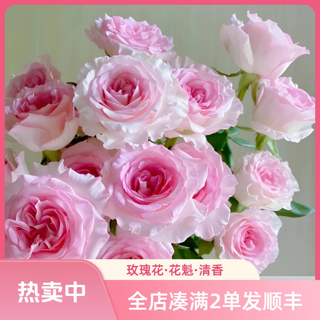 【洛神】清香好闻 粉白色玫瑰花魁鲜花 云南直发 保证品质