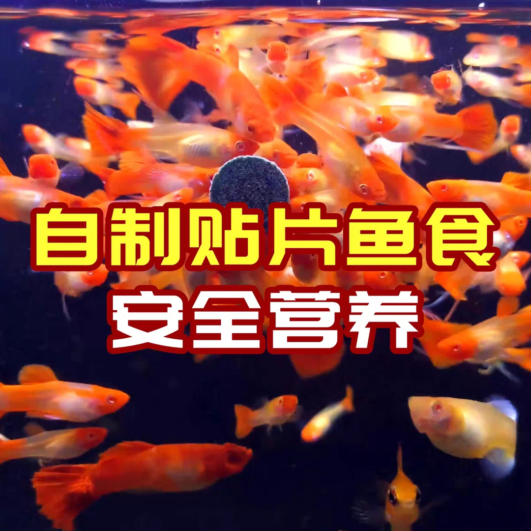 自制孔雀鱼鱼食，小型观赏鱼贴片状鱼饲料营养安全型，120片/瓶装