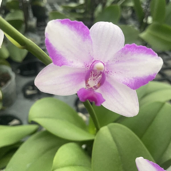 【紫水晶】～蝴蝶兰网红糖果色好养活趣味花剑花苞客厅客内观赏