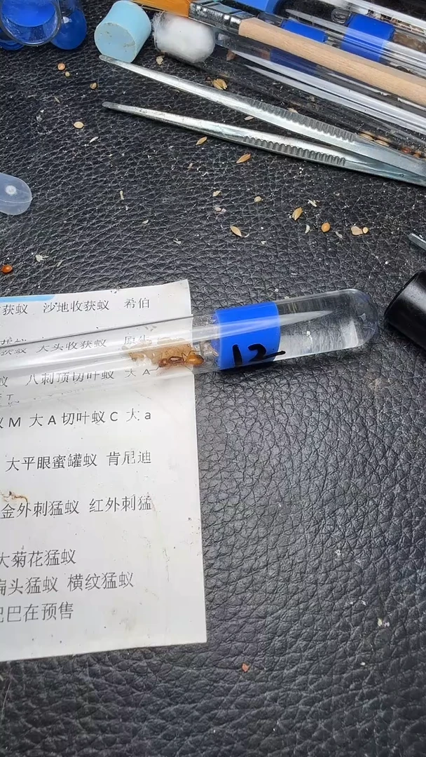 蚂蚁工坊12号红金25
