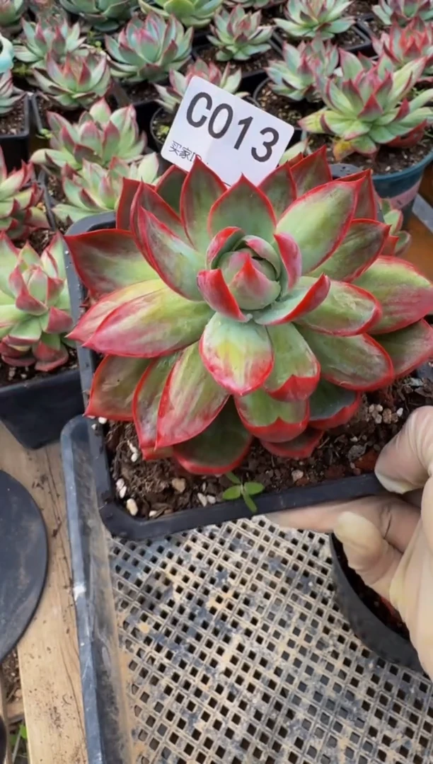 C013惊鸿仙子（裸根发货）