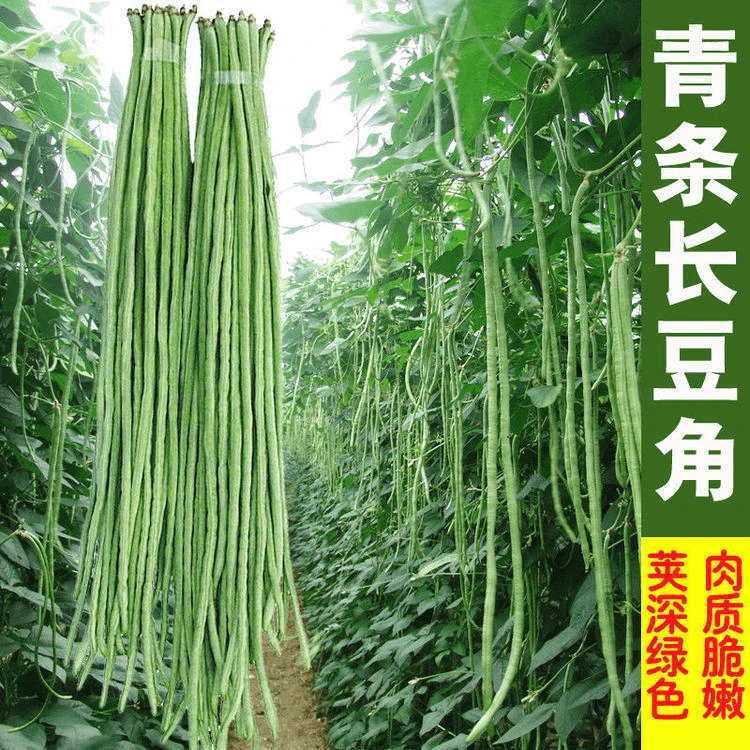 【满5包送1包】【特长豆角种子】四季逗菜籽种子轻豆角种子长达1-