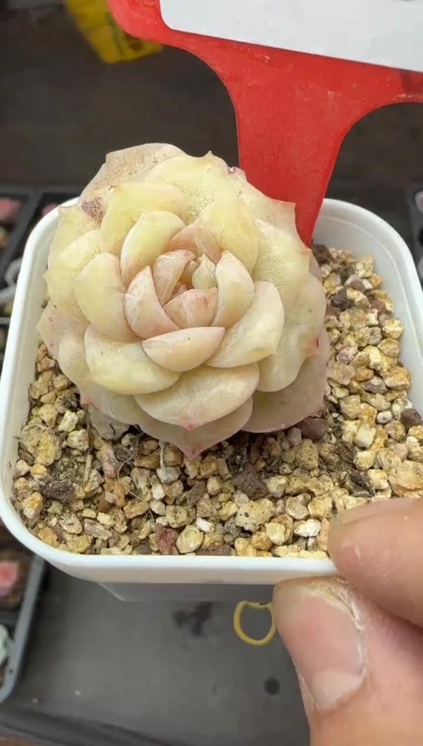 【闪购商品】一物一拍0307—275