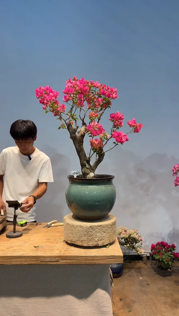 无花朵L****V三角梅专场一物一拍4