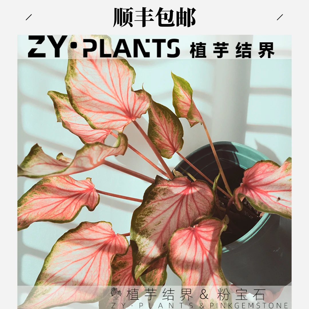 「植芋结界」粉宝石彩叶芋INS风客厅阳台大颗观叶稀有粉色植物盆栽