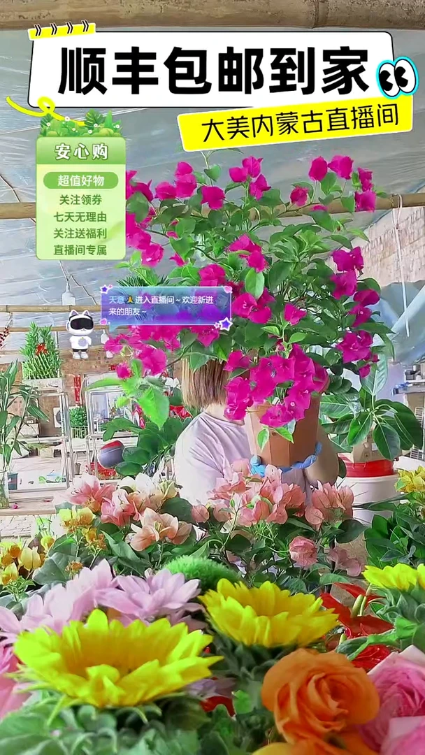 完全开放云南紫三角梅
