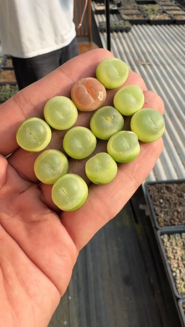 【天津专场】88多肉植物肉锥比利时拉登一颗