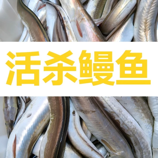 【默认帮杀】野生活杀鳗鱼  到手4.3斤