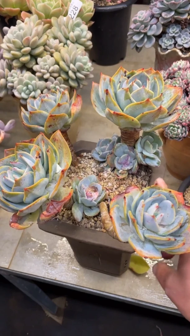 【闪购商品】229白凤