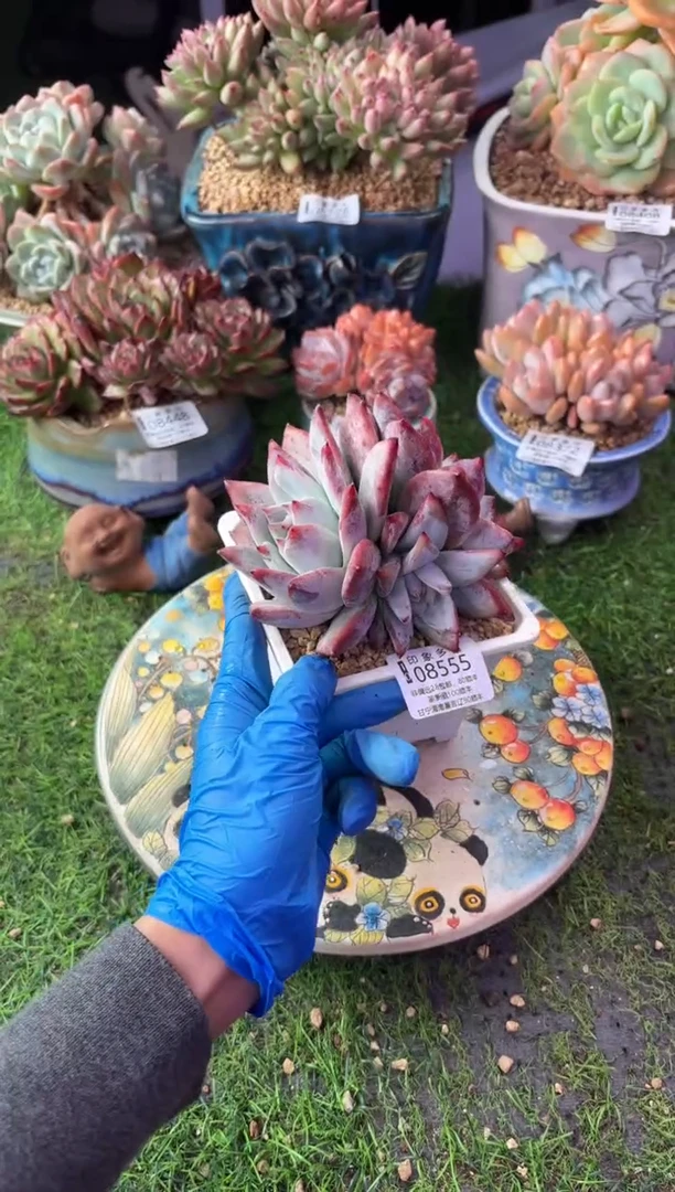 昆明印象多肉08555