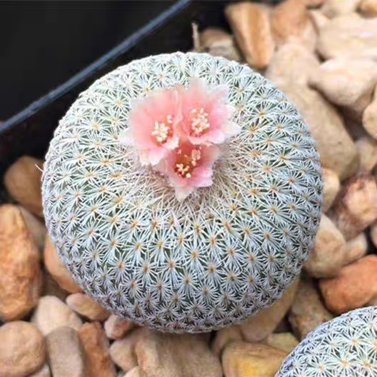 月世界仙人球，乳突属不扎手开花多肉植物小盆栽