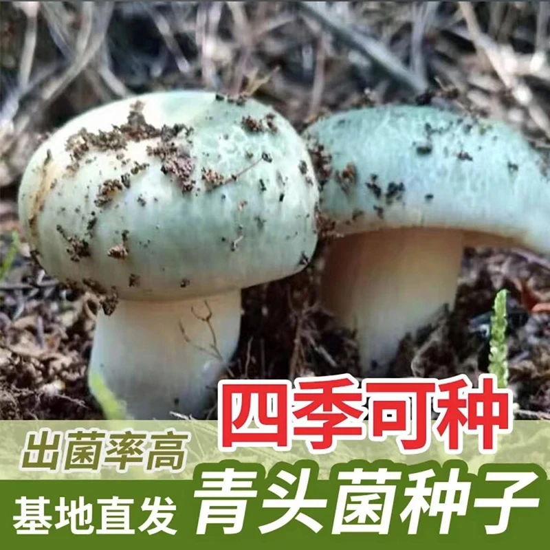 热销！【新品青头菌种子】云南人工青头菌菌种可室内室外种植-SSS-1