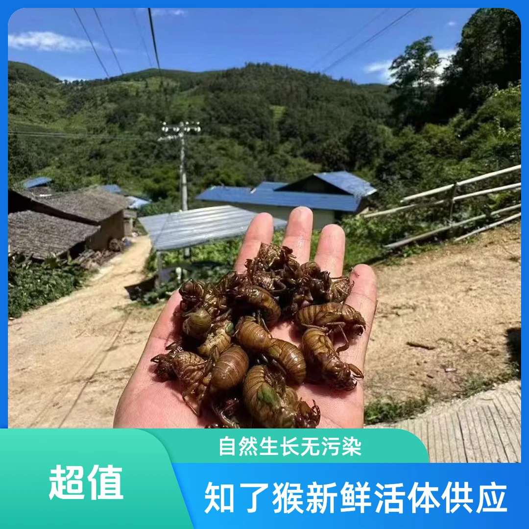 【2025现抓金禅】治了爬叉猴高蛋白当季新鲜松林禅瓶装发货