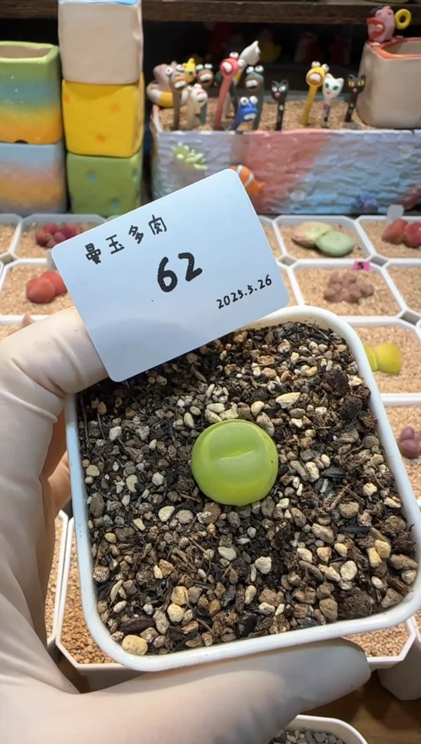 25.5.26-62颖儿多肉