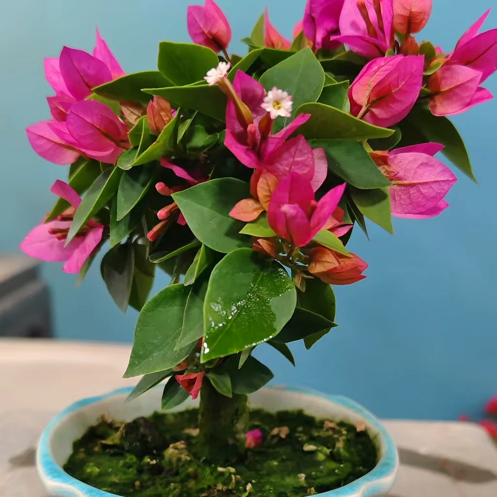 室内外绿植三角梅老桩盆景小桃红阳台庭院楼顶客厅鲜花植物