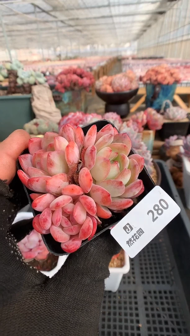 【闪购商品】280全明星一物一拍