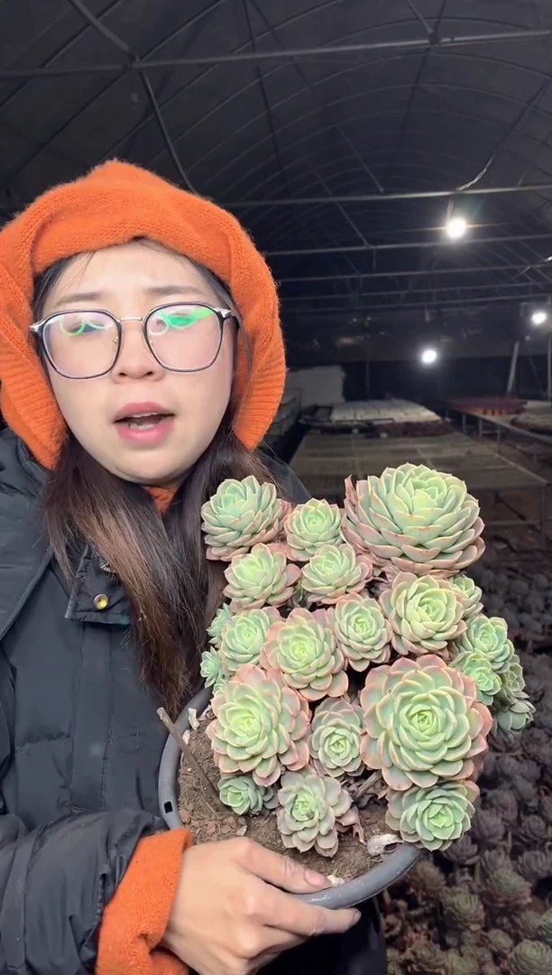 【闪购商品】136-超大哈密瓜带盆土19.99