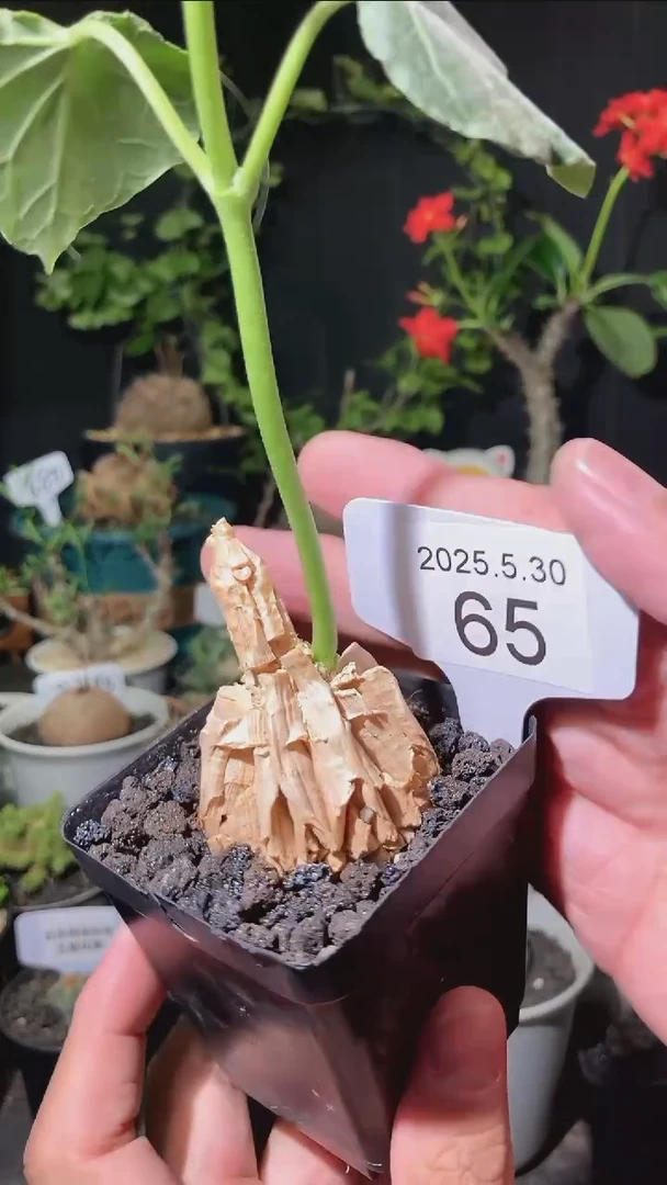 65号5.30.福利龟甲萝藦