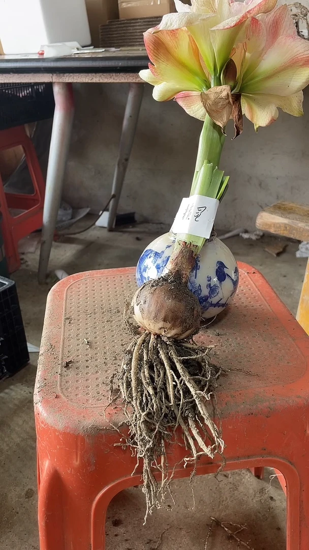 【闪购商品】精灵 6公分左右福利