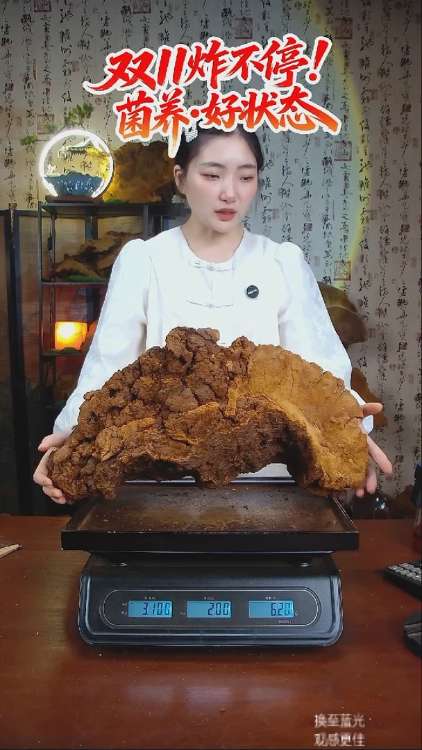 松针层孔菌中国大陆【藏区 野生】松树桑黄（6.2斤）80-90年份