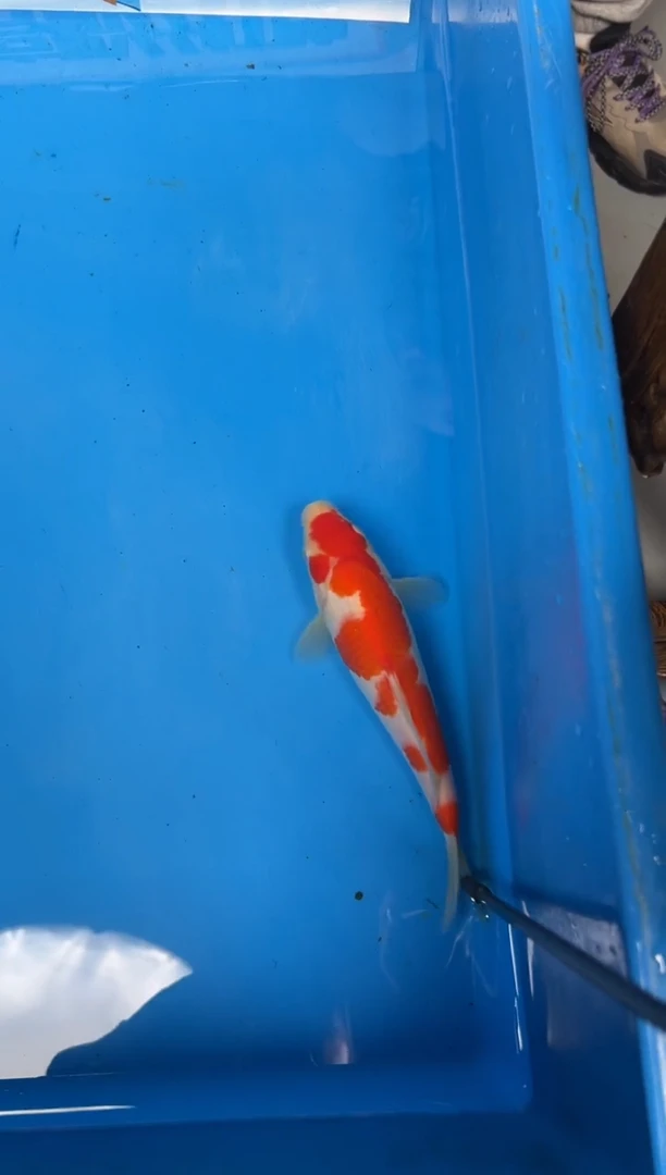 锦鲤用****535号锦鲤红白鱼  闪购