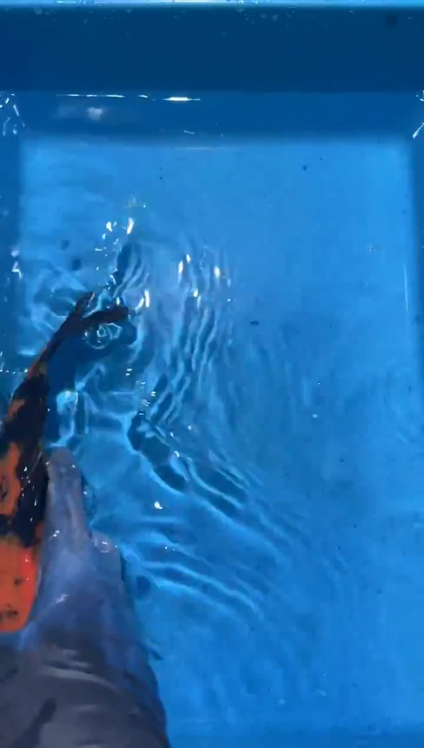 锦鲤点关注右下角竞拍链接出价