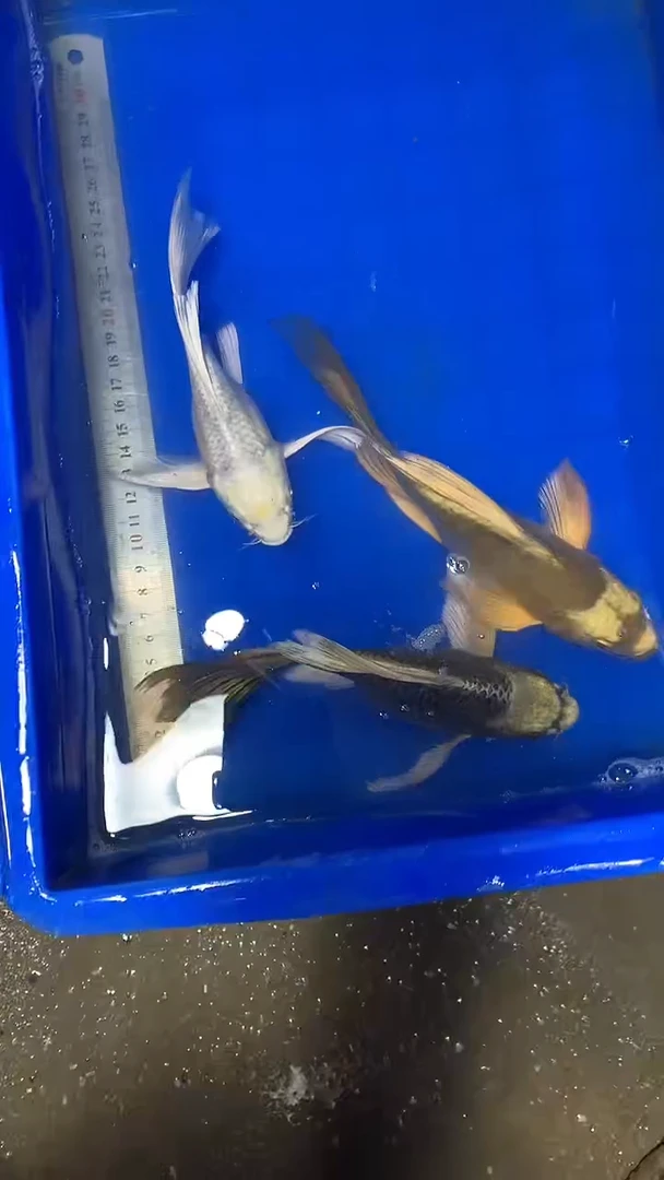 蝴蝶鲤鱼蝴蝶鲤直播选鱼专用链接 凭开箱视频售后