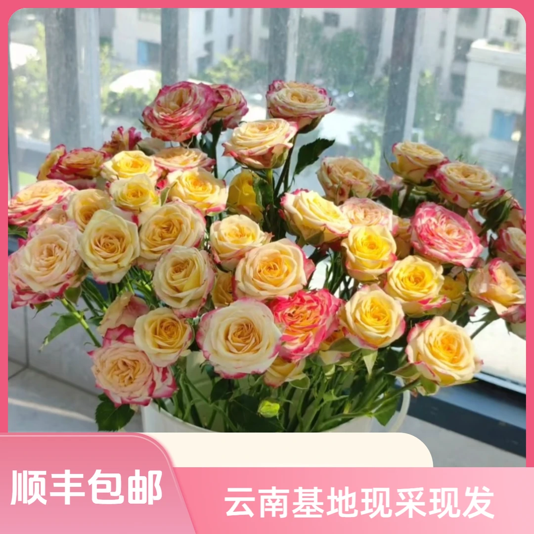 【花喜甄选】烟花多头玫瑰鲜花云南直发家用瓶插水养鲜切花顺丰