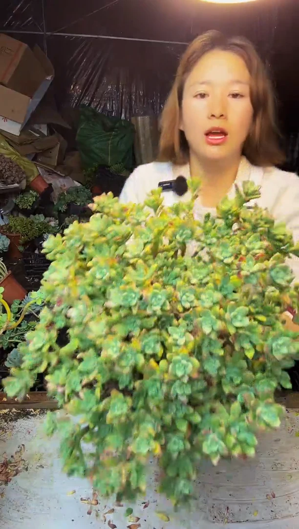 52号一物一拍默认微瑕不售后