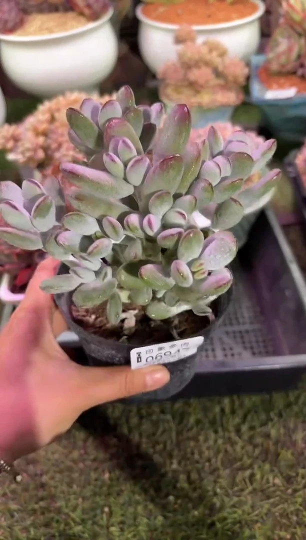 【闪购商品】06947