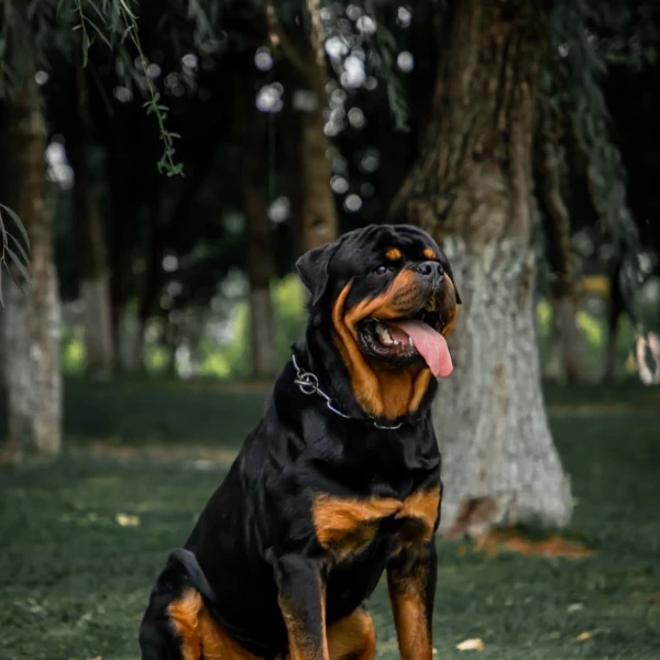 黑金罗威纳宠物狗狗高级宠物伴侣犬大型犬宠物看家护院陪伴