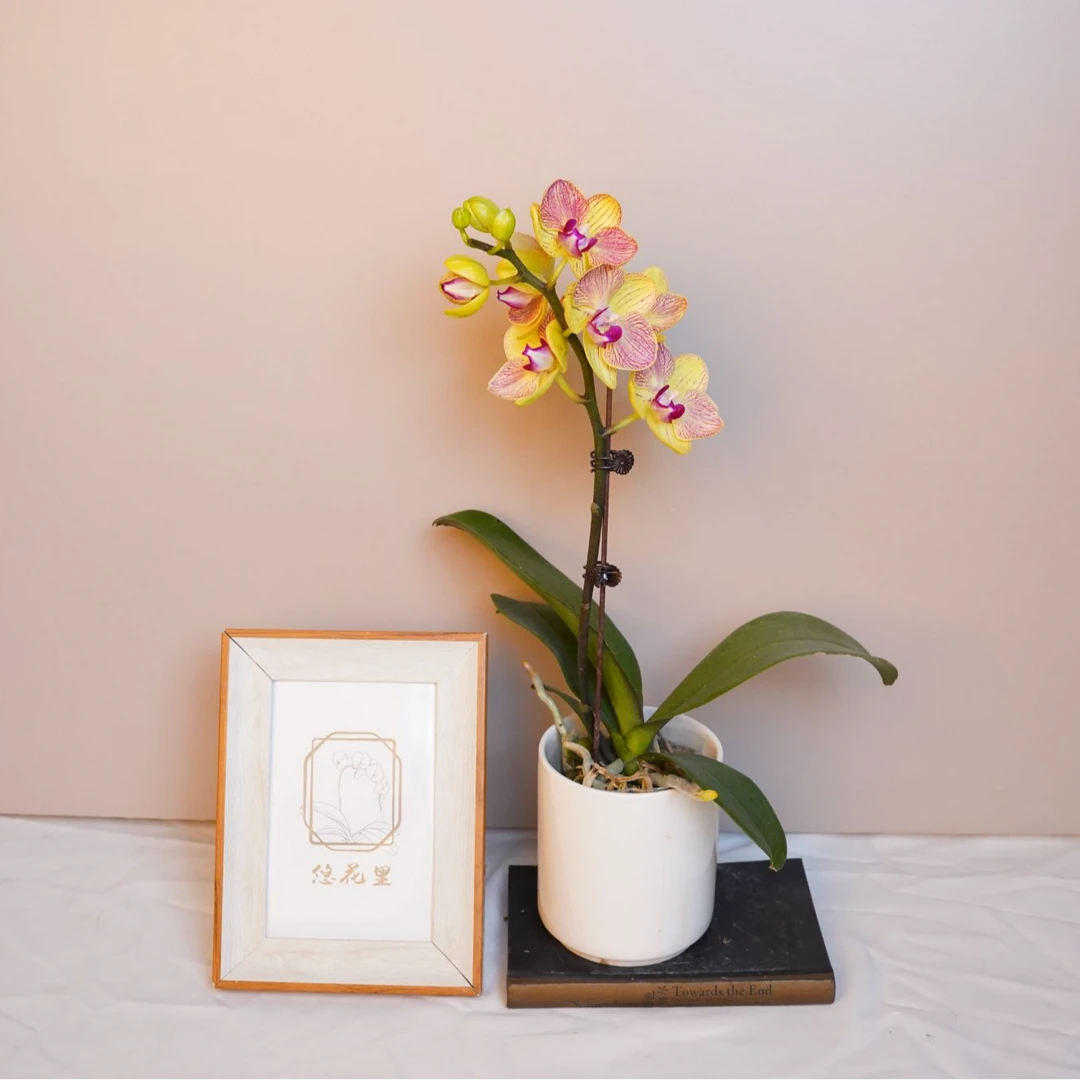 悠花里蝴蝶兰【三色鸟】花苞株发货