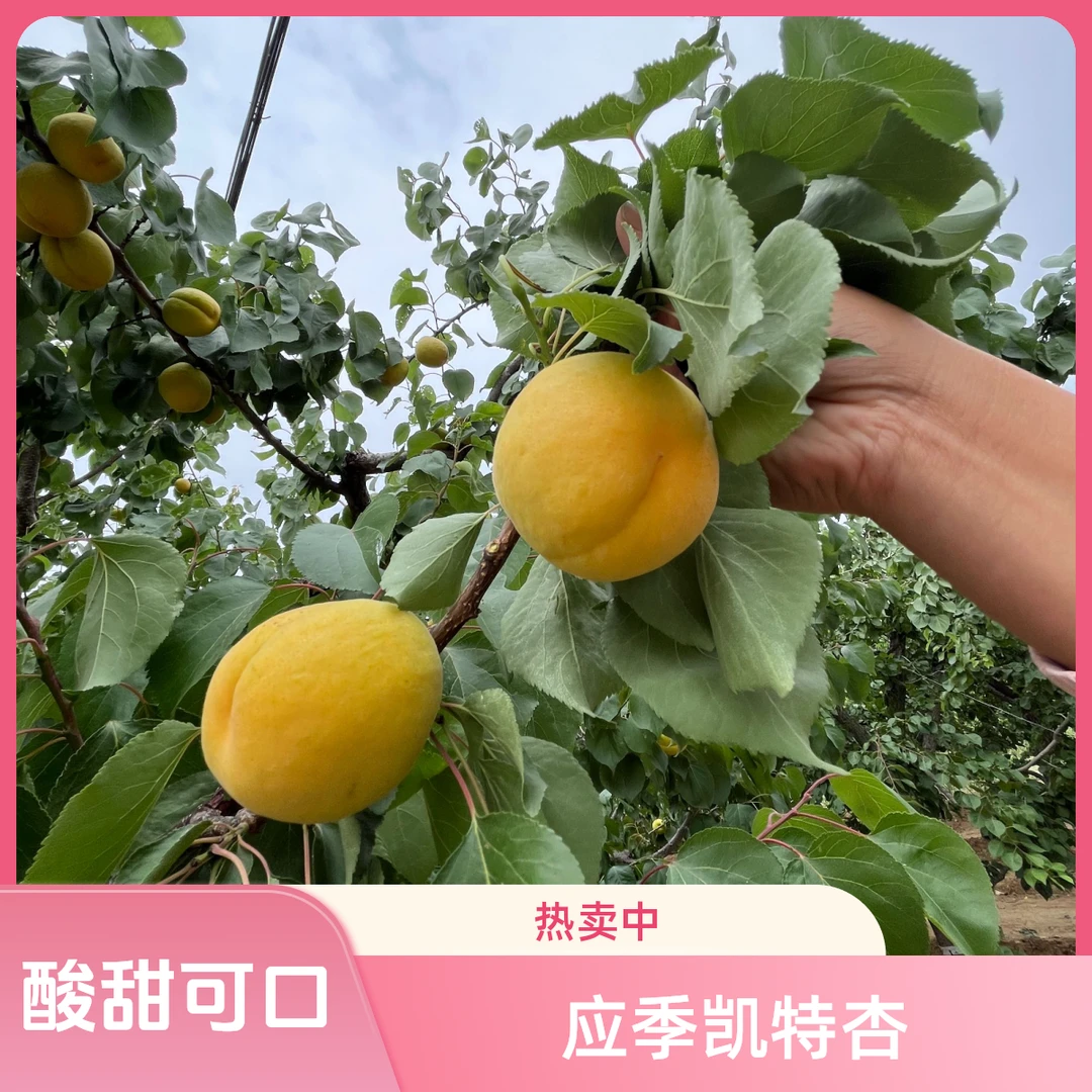 【助农专属】凯特杏，现采现摘，新鲜酸甜爽口，头茬应季