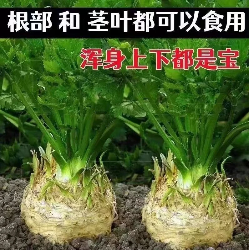 【根芹种子】家庭阳台小院四季种植盆栽地栽易种易活