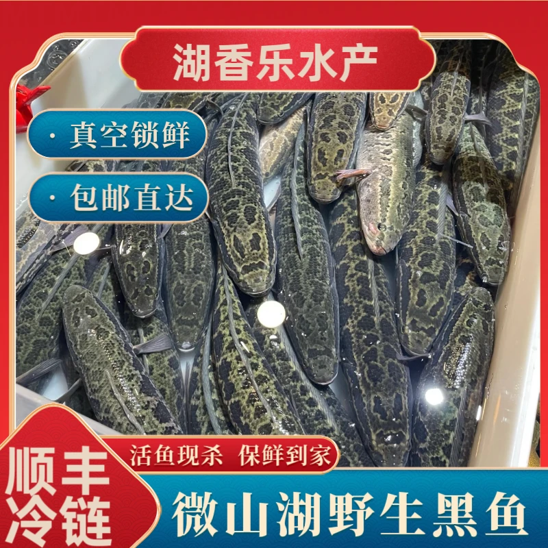 （黑鱼改价链接）直播现称重微山湖野生黑鱼现活称重不包活