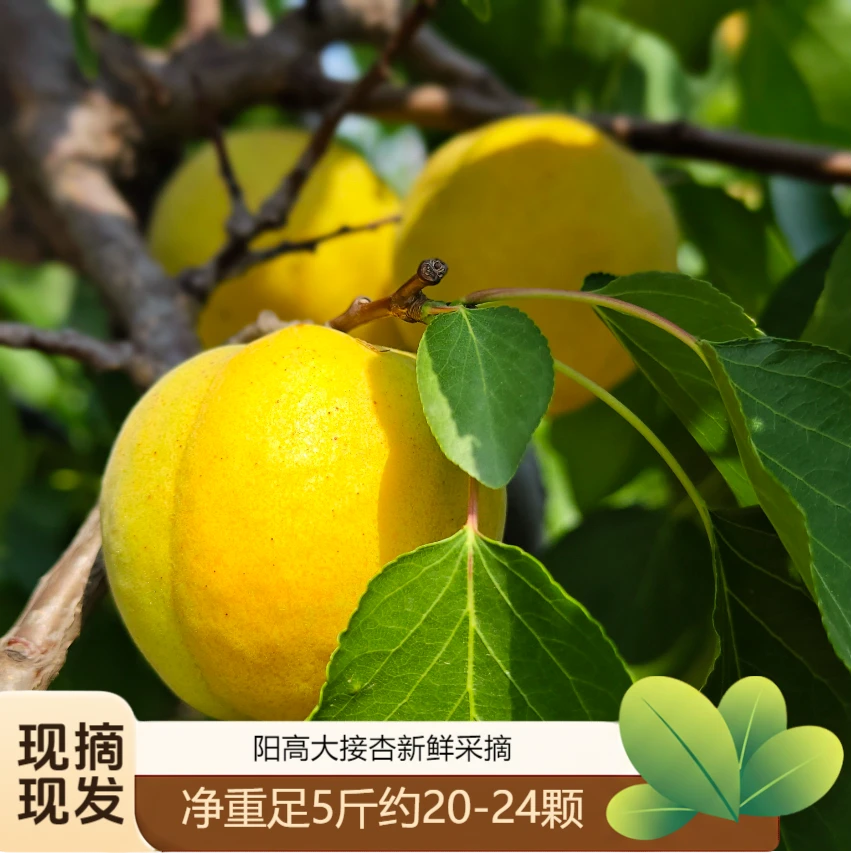 伊恬阳高大接杏5斤20-24个左右【京东省内包邮】