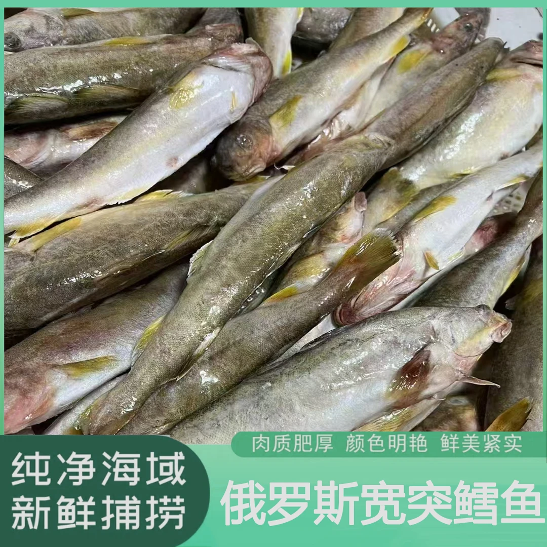 俄罗斯进口宽突鳕鱼(4.5斤±)深海捕捞整条新鲜冷冻8-10条