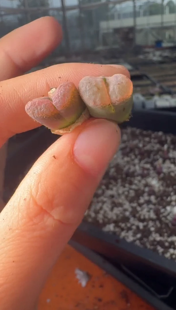 29-499多肉植物肉锥