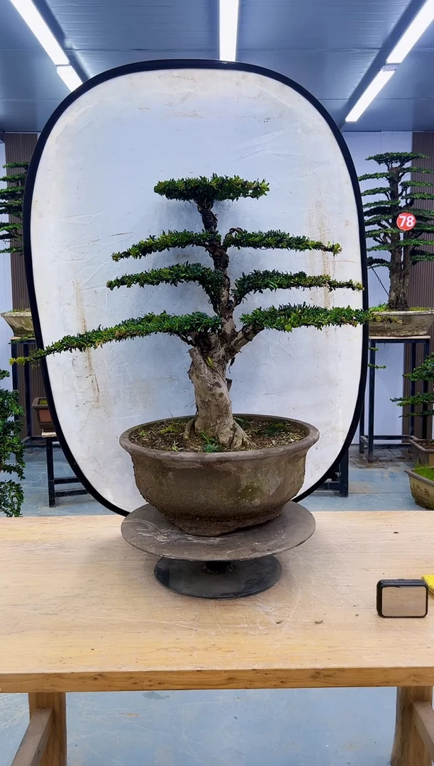 以实际为准0000000