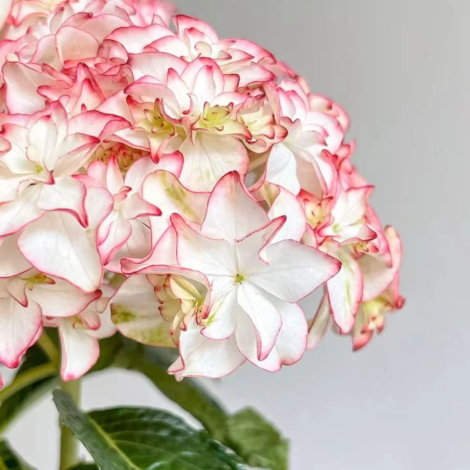 卡伦绣球花盆栽花卉庭院阳台新手易养护喜水植物