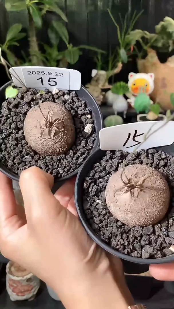 15号922福利南非龟甲龙买1个送1个