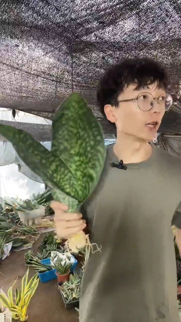 双叶翡翠裸根19.8